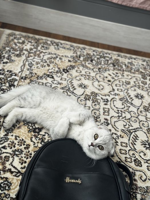 Продается кошка скоттиш фолд