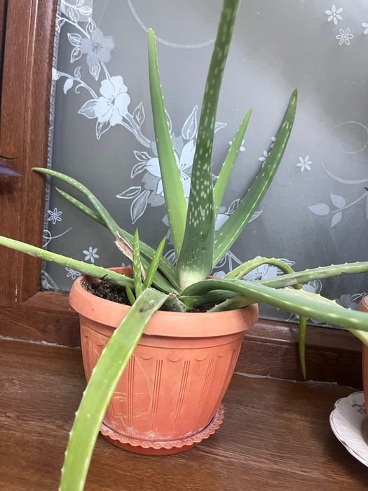 Гүлдер алое вера гүлдері