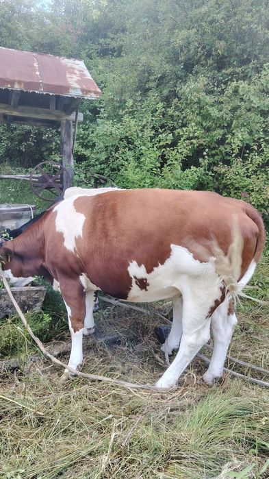 Vaca tânără aproape 2 ani