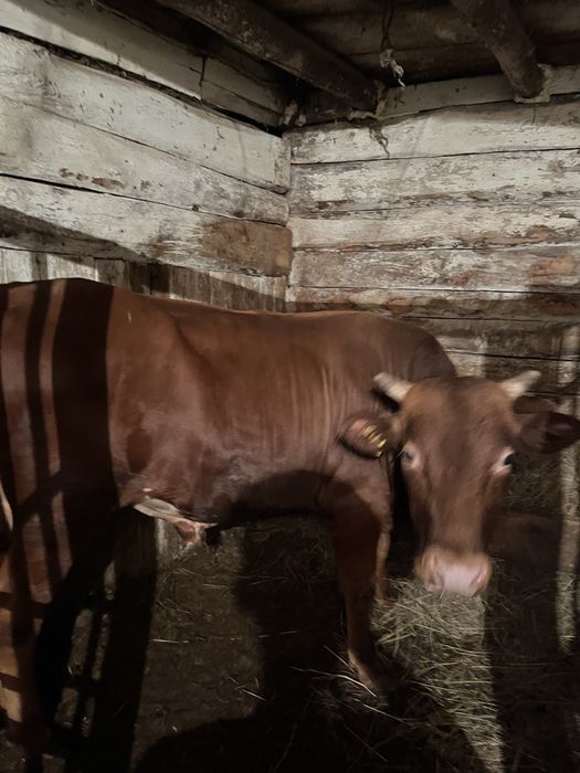 продам бычка годовалого