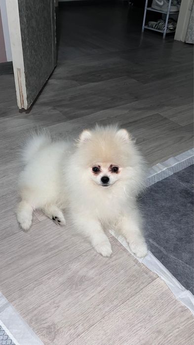 Шпиц померанский