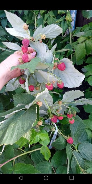 продам дачу. СО Мичуринец