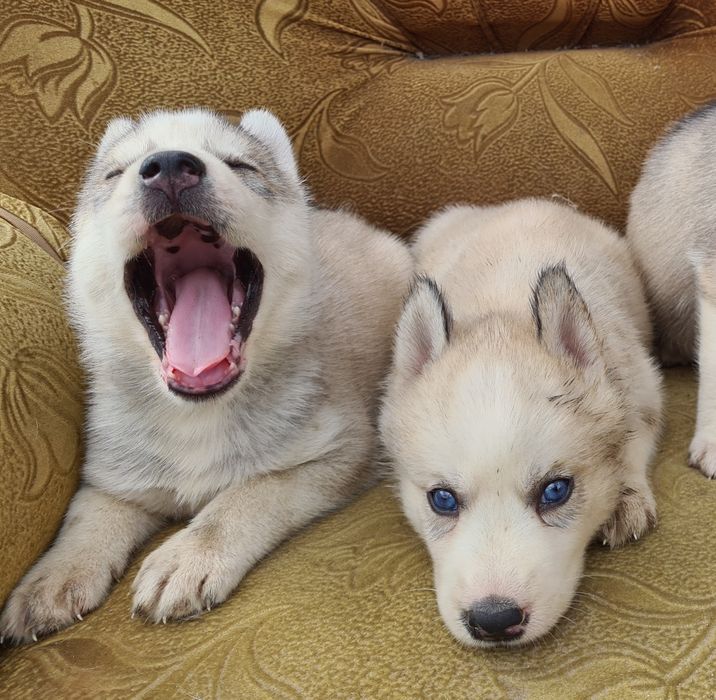 Продам щенков сибирской хаски.