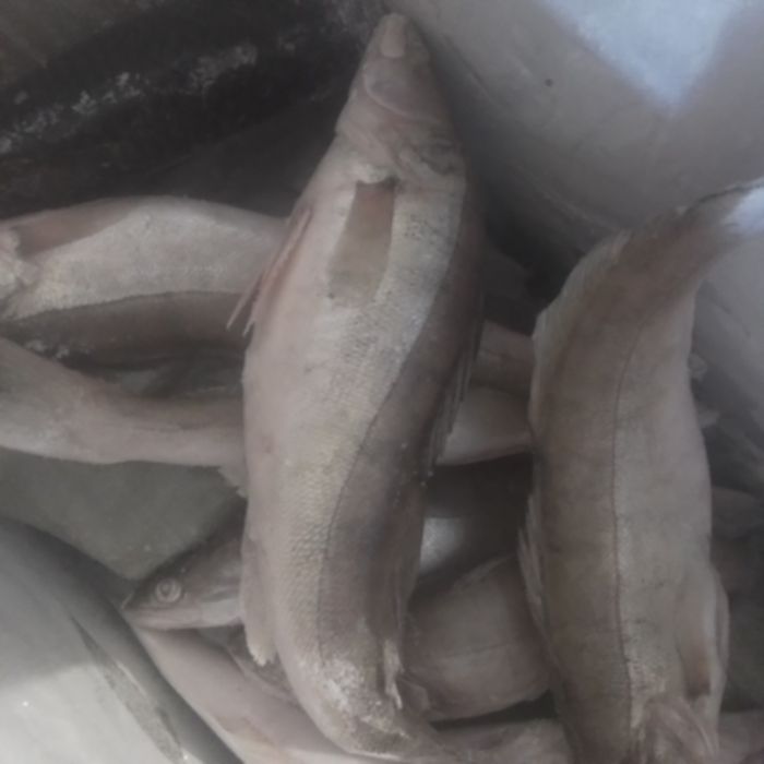 Продам СУДАКА оптом 2500 тг.