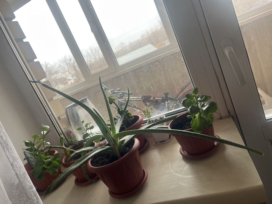 Комнатные растения