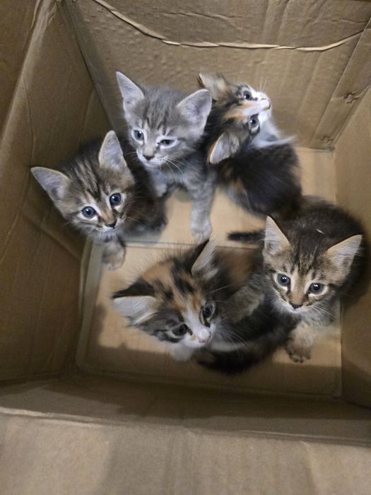 Отдам котят в добрые руки