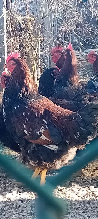 Кокошки Катунски петли