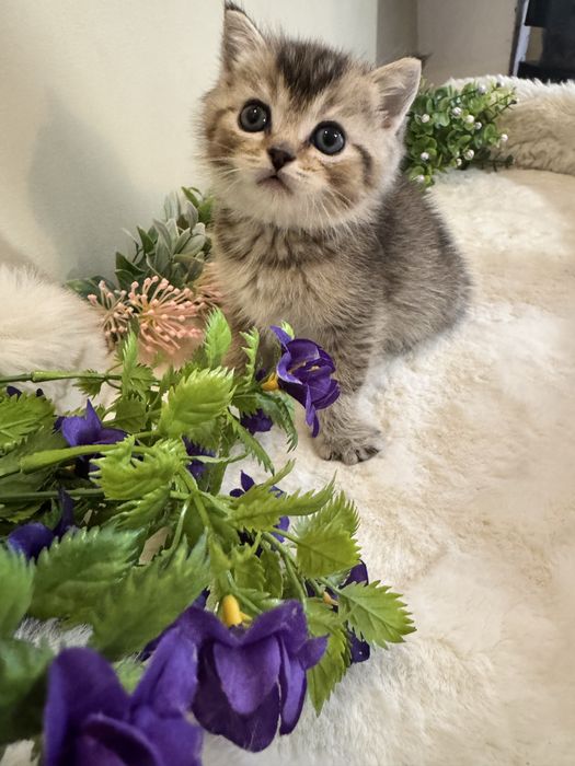 Продаются котята, разных окрасов