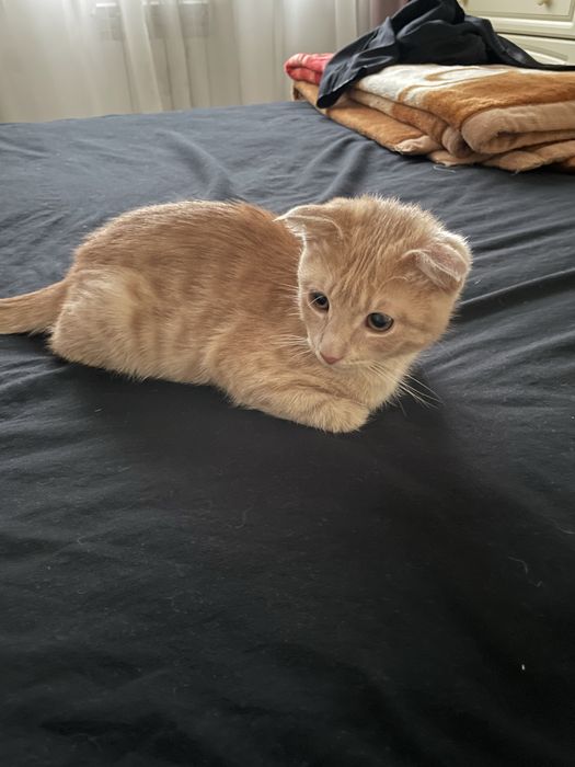 отдам котенка в добрые руки