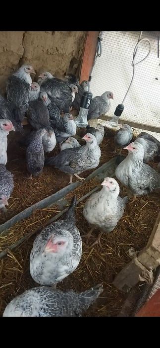 Барковский цыплята