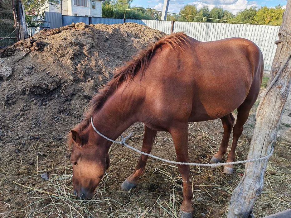 Конь 3 года, Жеребец.