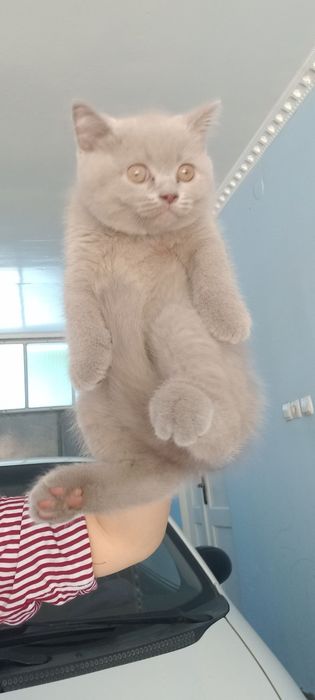 Лиловые красавцы скоттиш фолд и скоттиш страйт