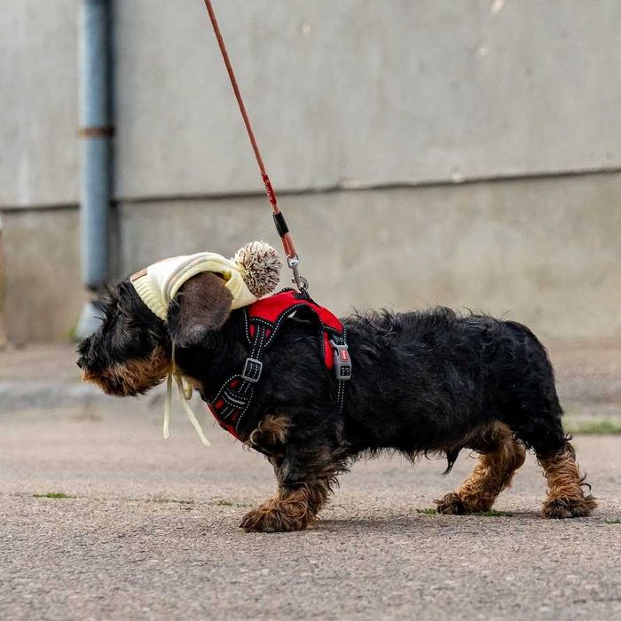 femela pui teckel sarmos standard la 3 luni , Pedigree A