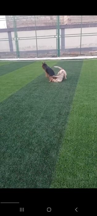 Nemeski ovcharka 1 yosh erkak sotiladi  qolgan malumotlar