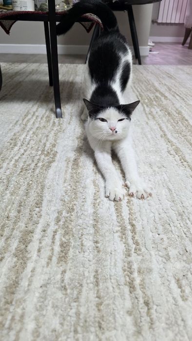 Кошечка в хорошие руки