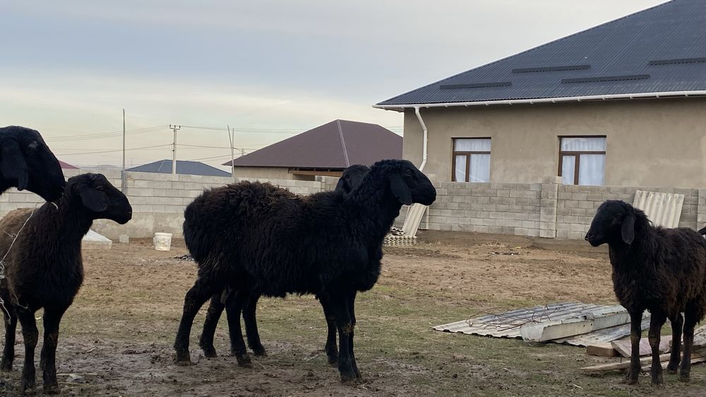 1жасар қошқарлар бар