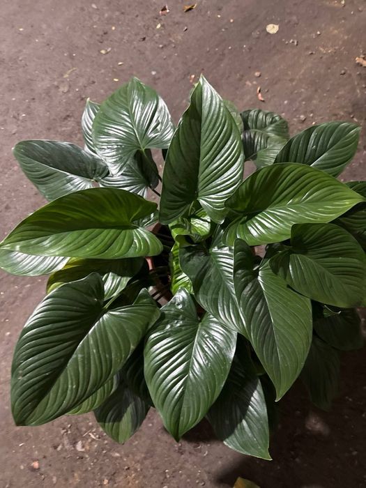 Спатифилум сенсация гигант