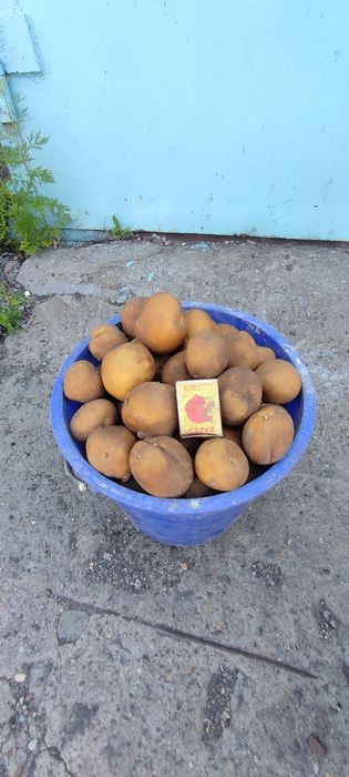 Продам кортофель дачный.