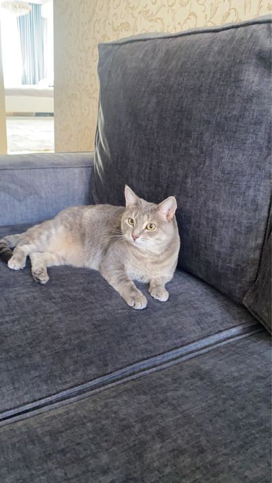 Кошка в добрые руки с обеспечением