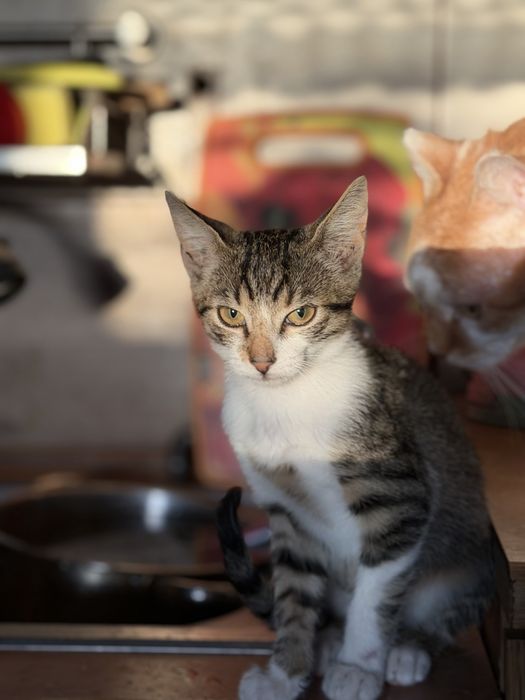 Motanel Extrem de Lipicios pentru adoptie