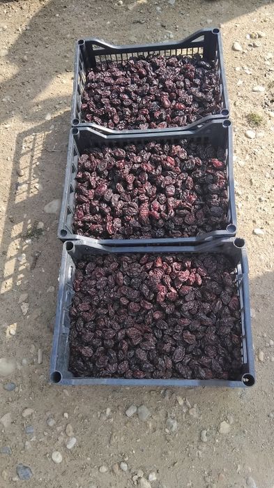 Vând prune uscare agen