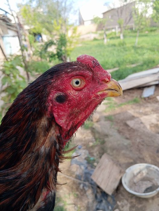 Даканг Хуроз сотилади