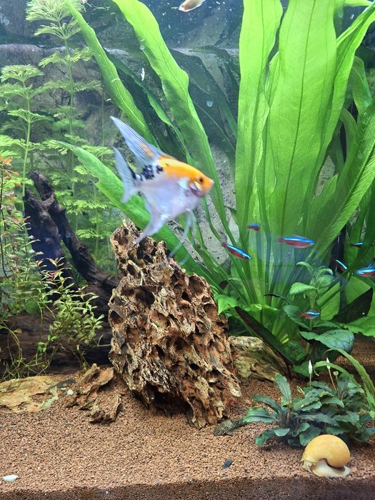 Acvariu Eheim Aquapro 126 l