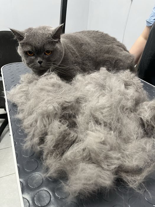 Стрижка линька собака кот