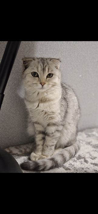 Девочка Шиншилла  фолд