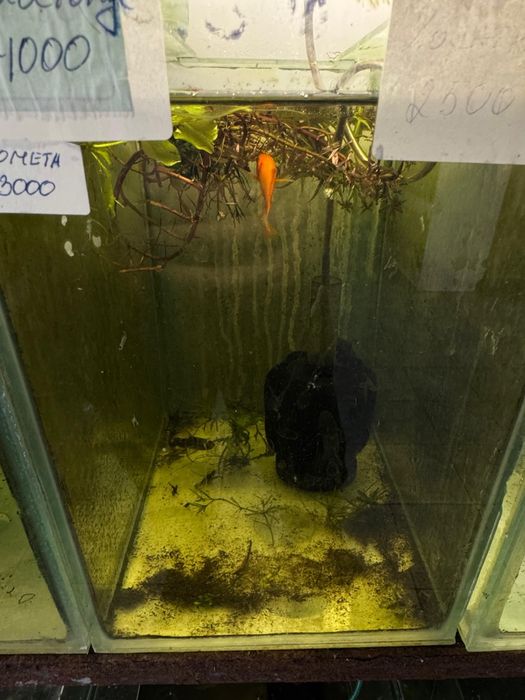 Аквариумные рыбки