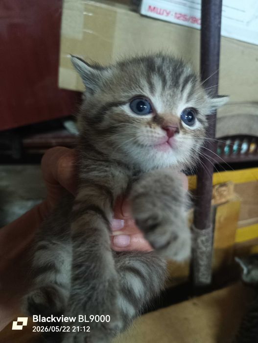 котята красивые  в добрые руки