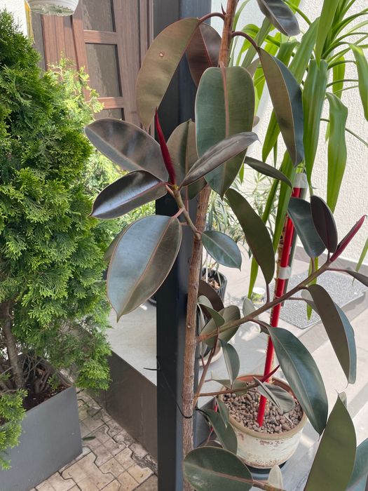 Ficus , pui de smochin , flori , muscate