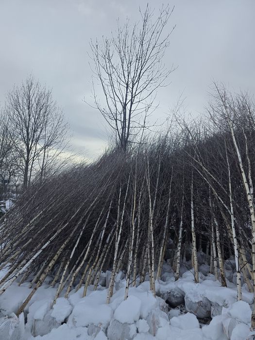 Mesteacăn alb 3m 6m