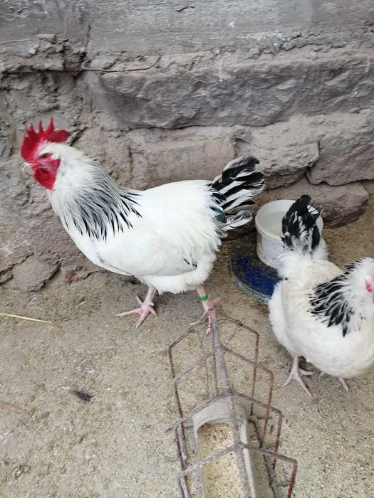 Ouă pentru incubat din rasa Sussex HD