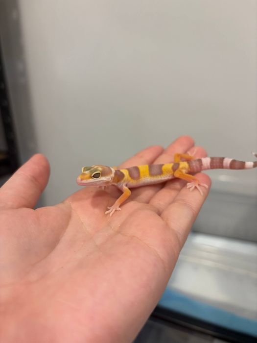 малыши эублефара собственного разведения