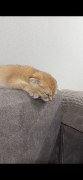Шотландский золотой котёнок