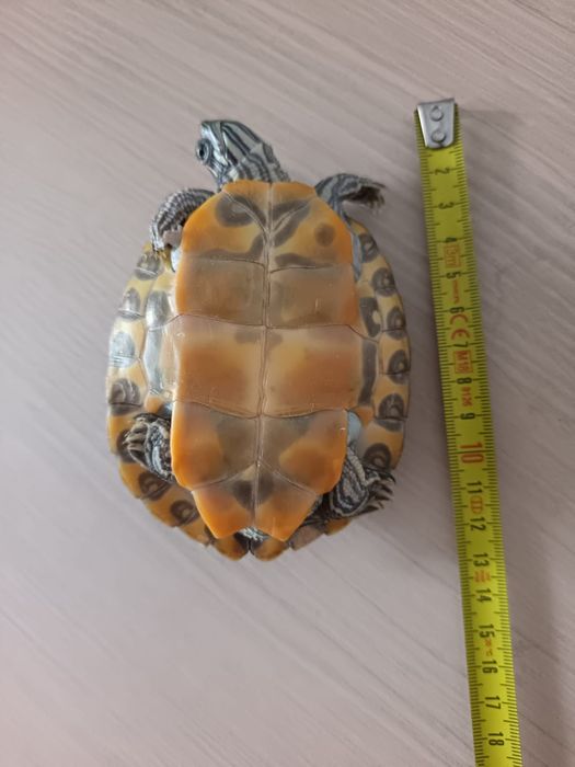 Donez urgent broscuta testoasa