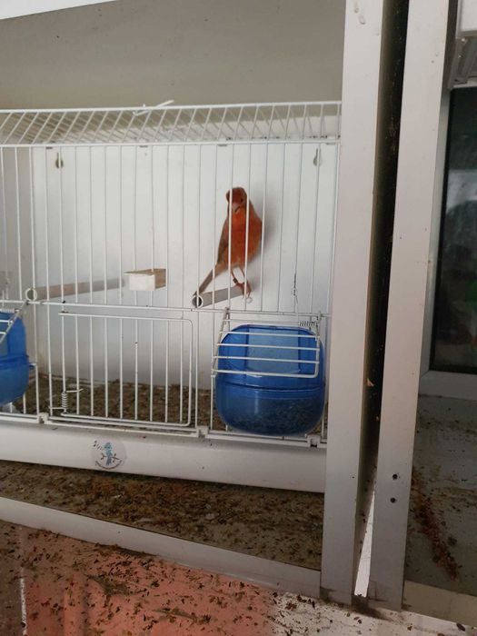 Canari de vanzare si colivii