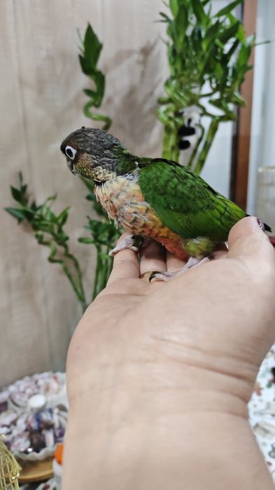 Продаются птенцы попугая Пиррруры.