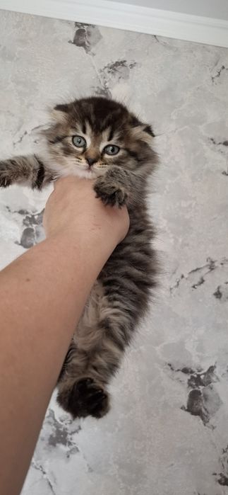 Шотландский мальчик хайленд фолд