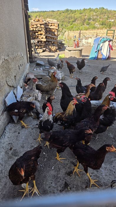 Vând găini de rasă Italiene Leghorn si Rhode Island Red