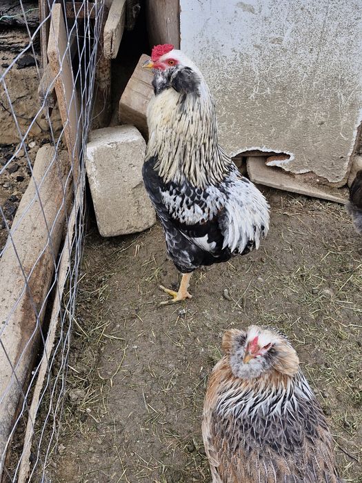 Oua verzi Araucana