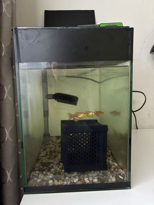 Аквариум на 30 литров с рыбами