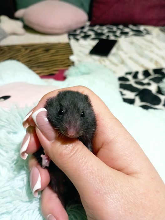 Сирийские хомяки