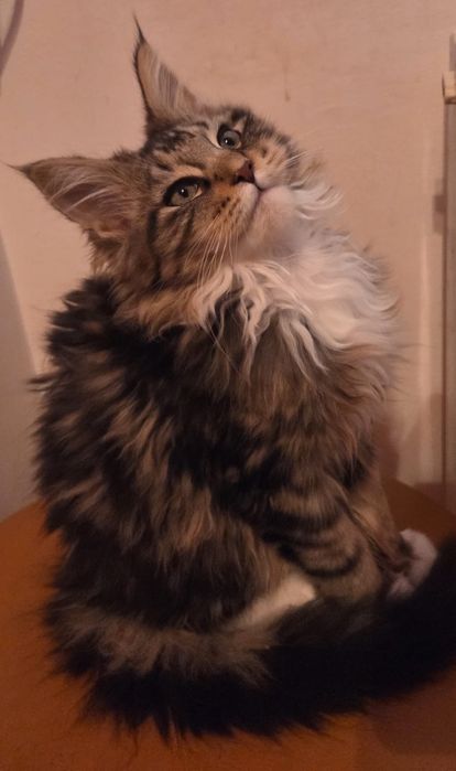Fetita Maine Coon