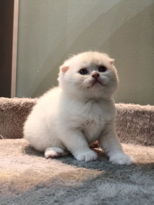 Шотландский фолд