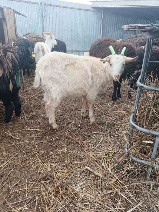 Козочка Альпийская