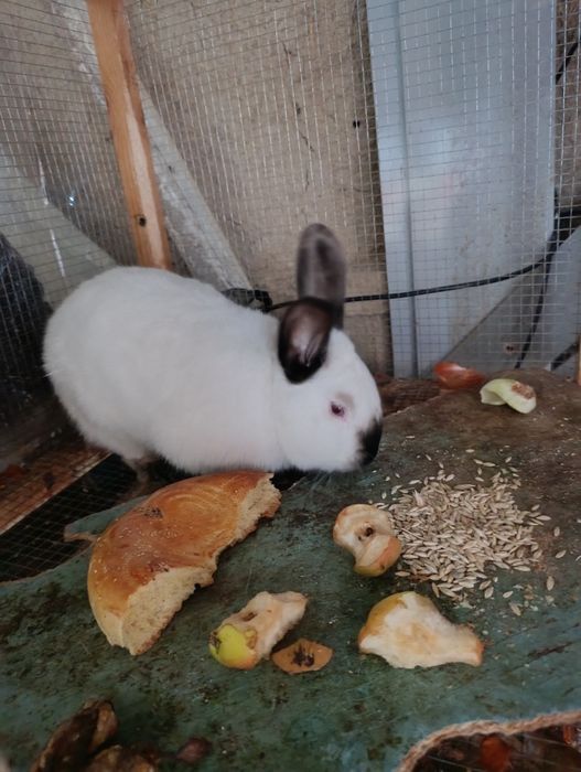 Toza zot kaliforniya