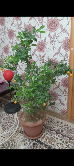 Продам дерево мандарина