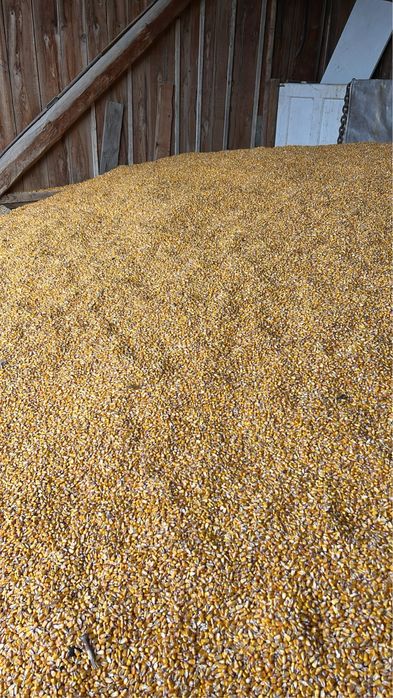 Porumb boabe de vanzare 00 40 (745) 052 349